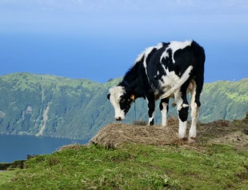 Last Hikes on São Miguel